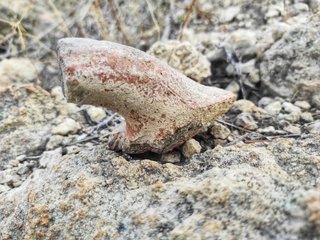 Poggio Cocola